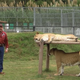 Joe Exotic and his tigers